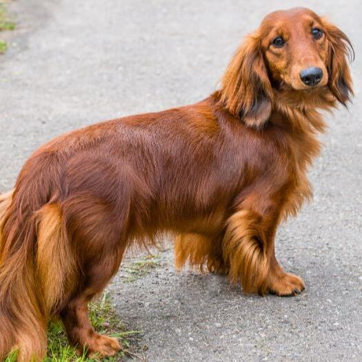 Long hair shops daschund for